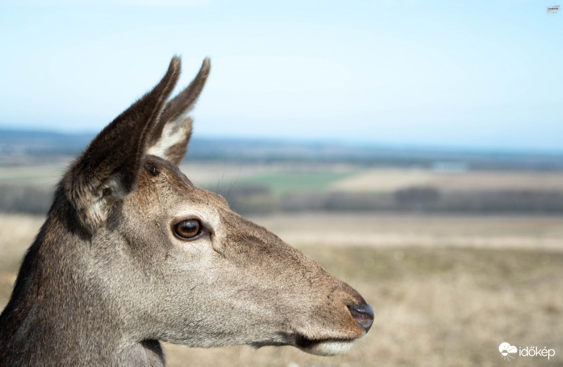 Bambi