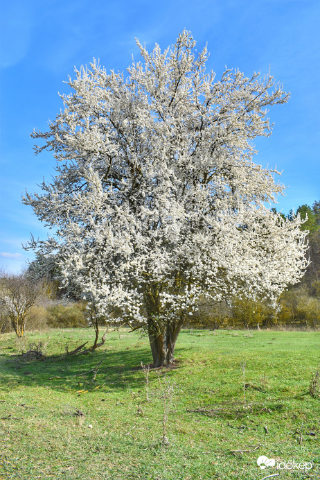 Sióparton. 