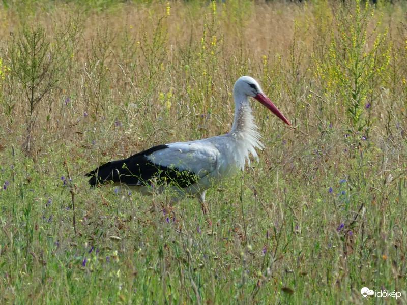 Gólya