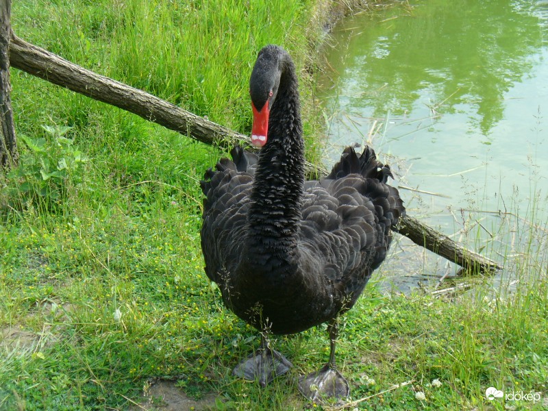 Fekete hattyú- elölről