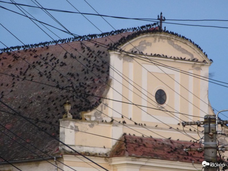 Varjak a tordai templomon