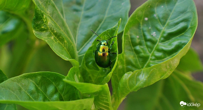 Csalán levélbogár (Dlochrysa fastuosa)