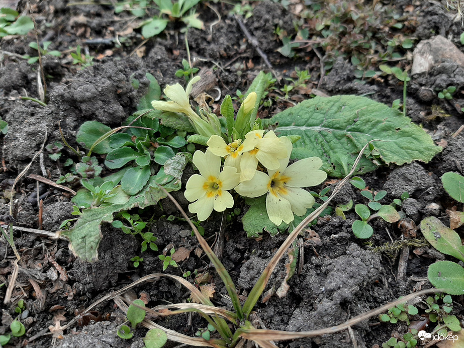 Primula vulgaris