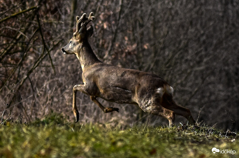 Kiugró őzbak!