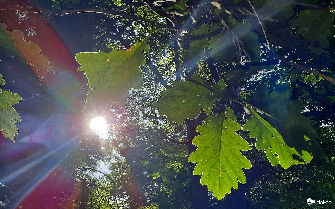 Tölgyek között átszűrődő napfény... :)