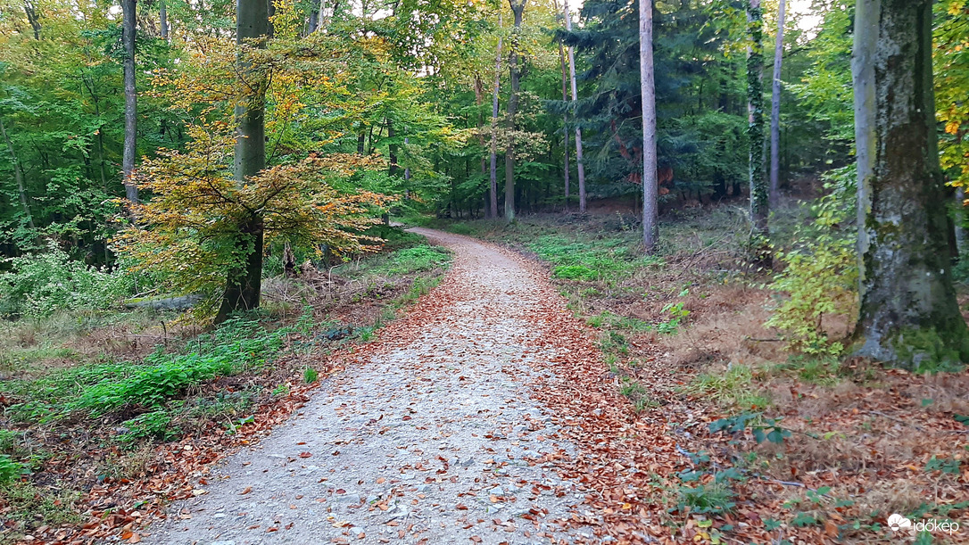 Vajon hová vezet az őszi levélszőnyeggel szegélyezett út? :)