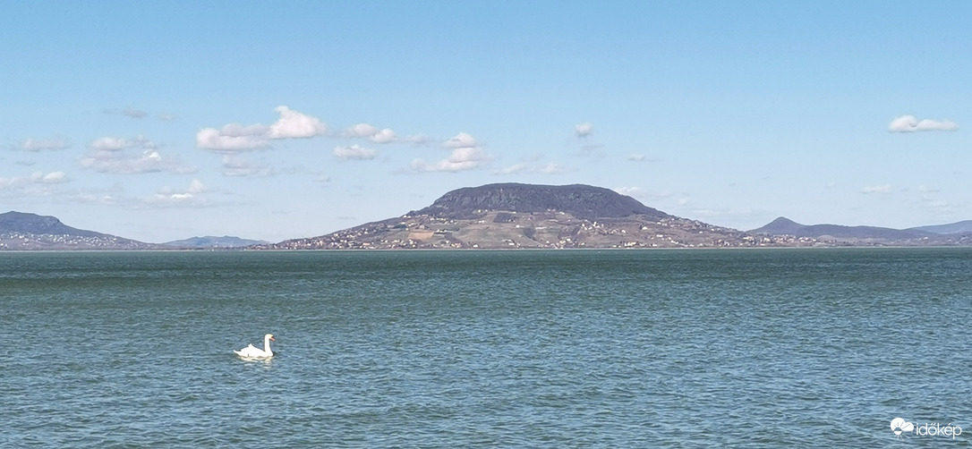 Balatonfenyves 4. - Hattyú a vizen, háttérben a Badacsony. 