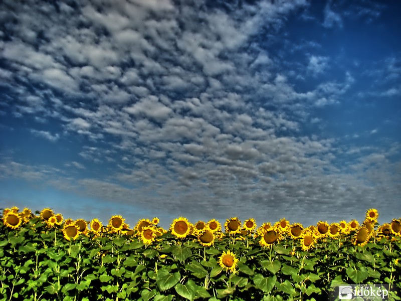 Napraforgótábla, (HDR).