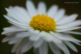 Bellis perennis - 100xSZÉP