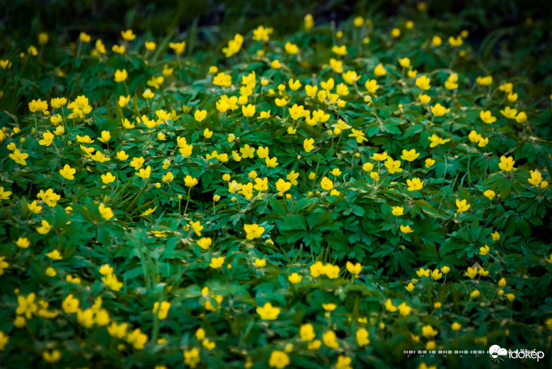 Caltha palustris