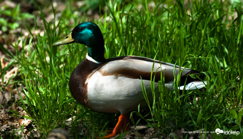 Tőkés réce - Anas platyrhynchos - Mallard