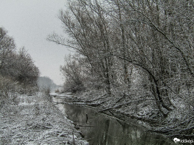 Csallóközaranyos