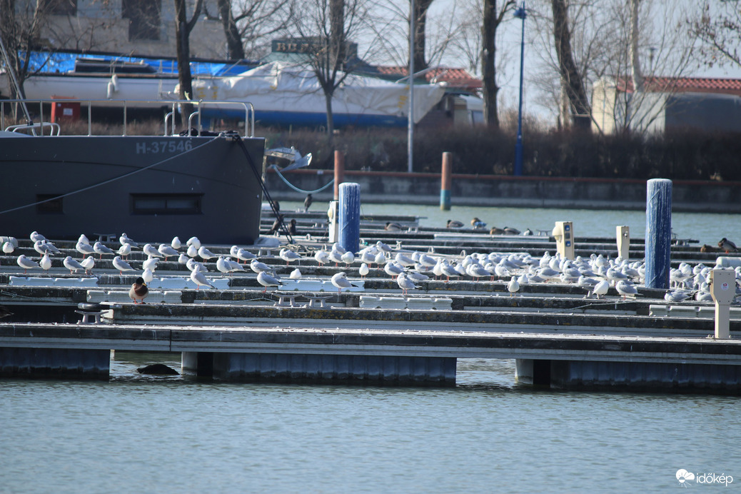 Balatonboglári sirály kolónia