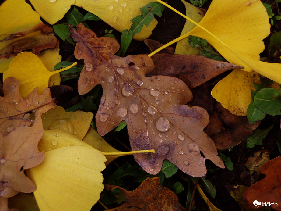 Autumn leaves