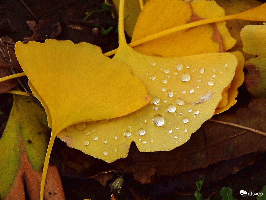 Autumn leaves