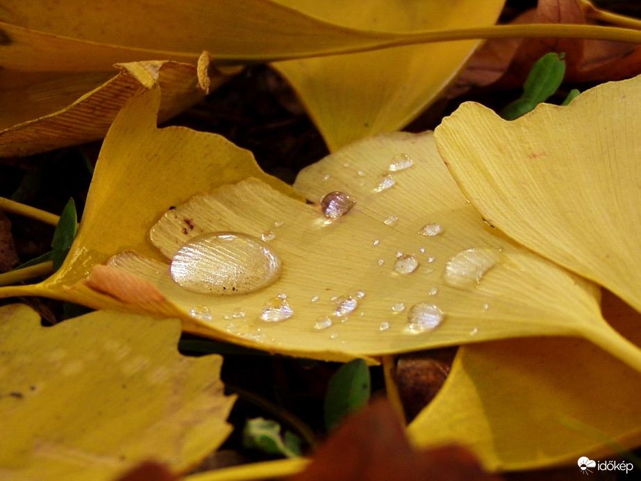 Autumn leaves