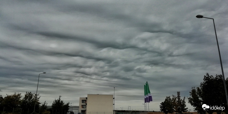 Asperatus undulatus