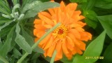 Zinnia