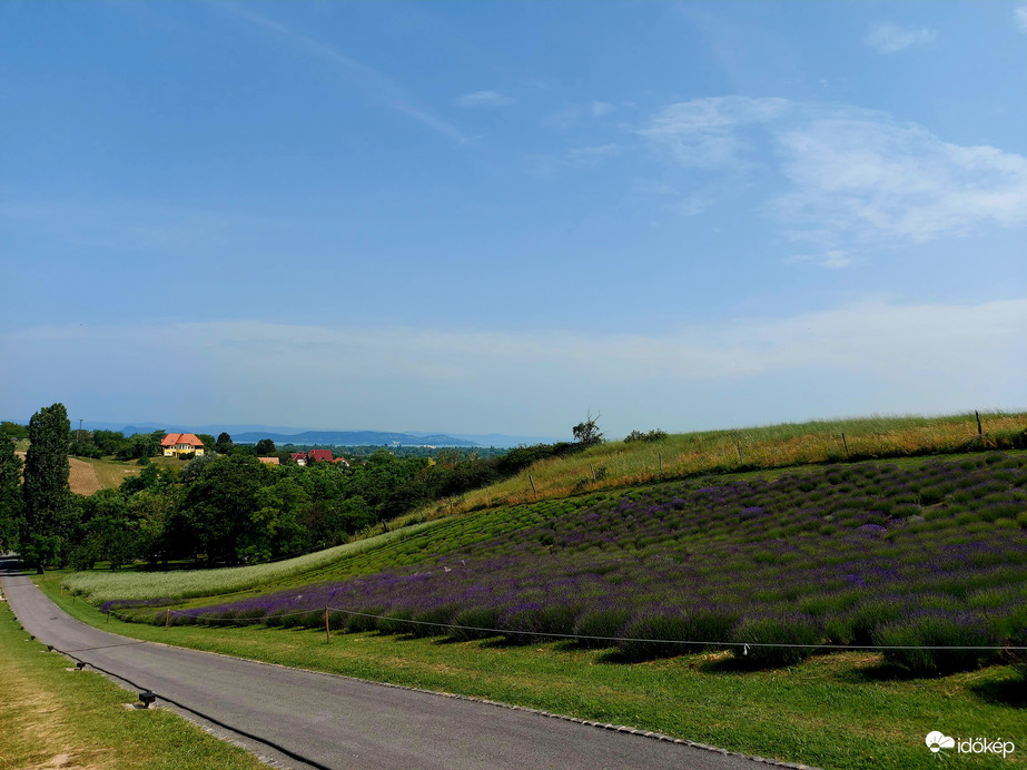 Levendula mező a Balaton fölött