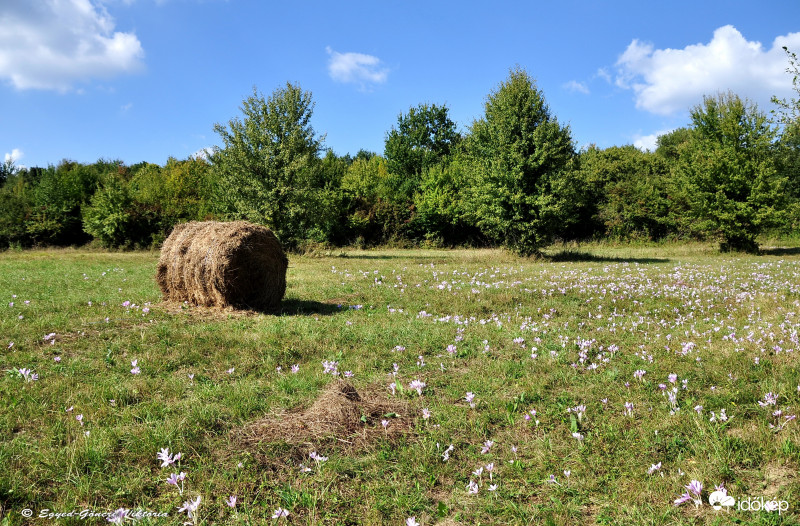 Őszi kikericsek