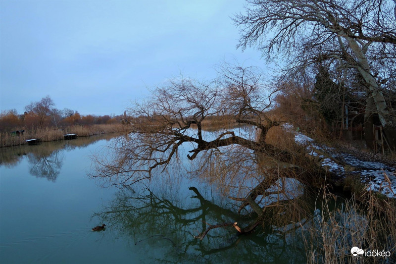 Dunai kacsa-fogó