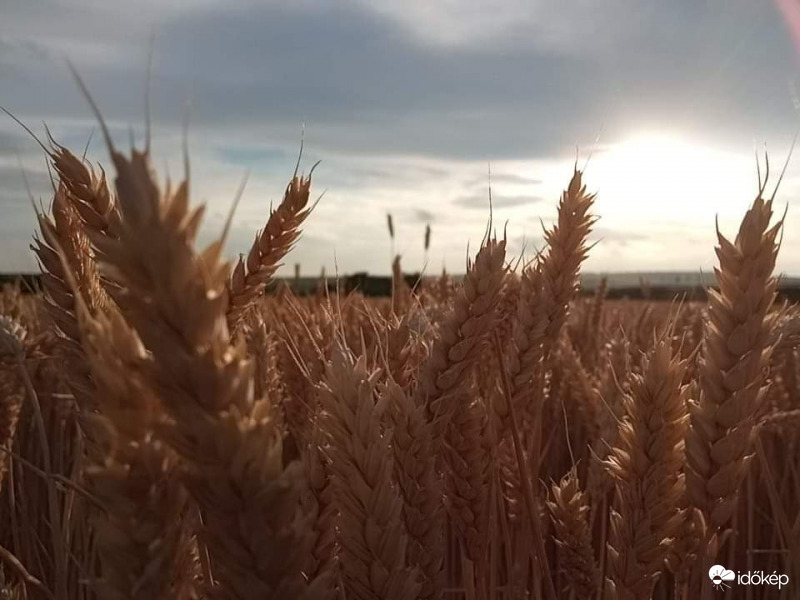 Búza mező & Naplemente