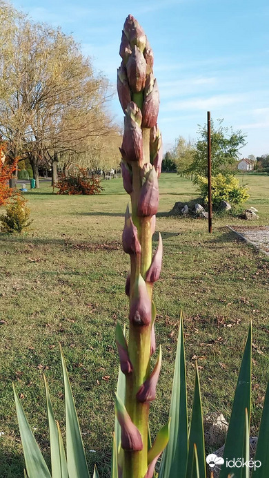 Yucca virágzás előtt  novemberben 