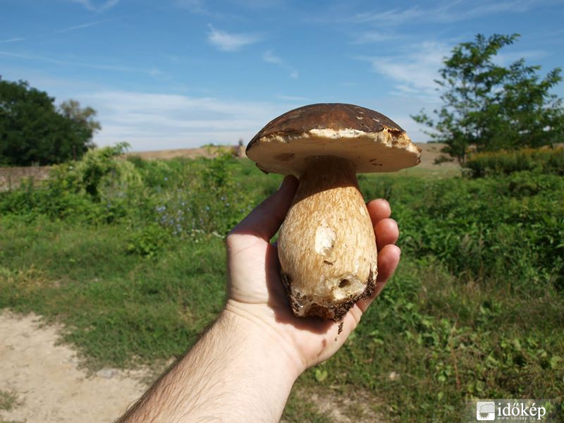 Szikrázó napsütéses vargánya! :)