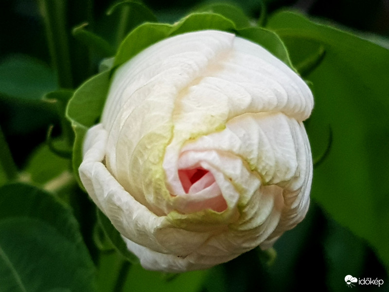 Bimbós mocsári hibiszkusz