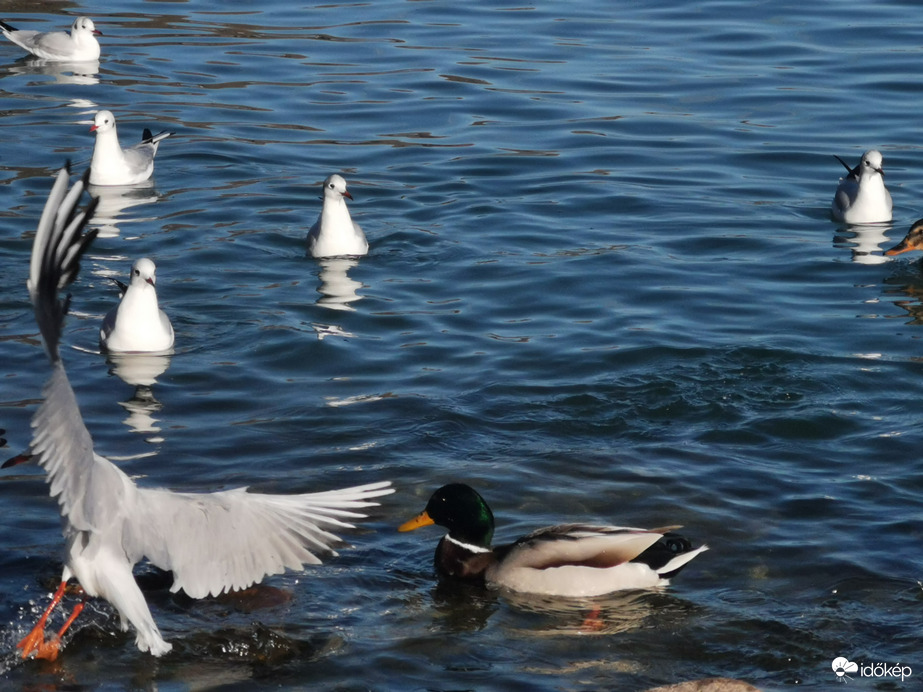 Balatonalmádi