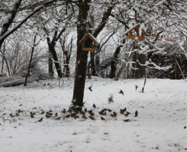 Téli látkép a kertből