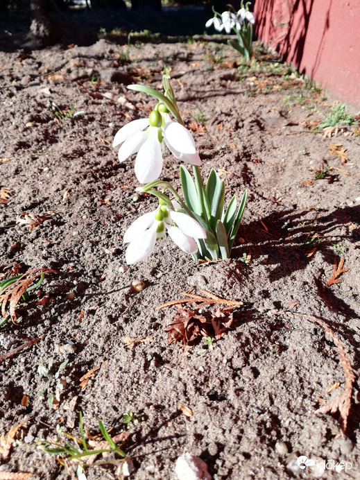 A tavasz hírnöke