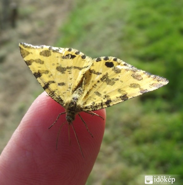 Párducfoltos araszoló lepke