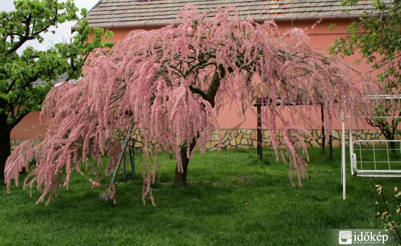 Tamariska az esőben