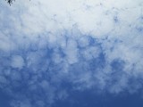 Altocumulus stratiformis translucidus