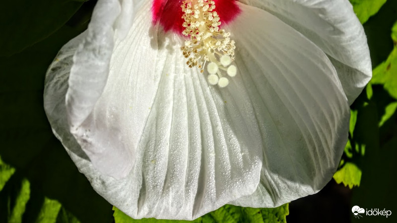 Mocsári hibiszkusz.