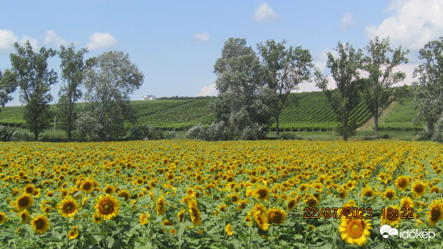 napraforgók