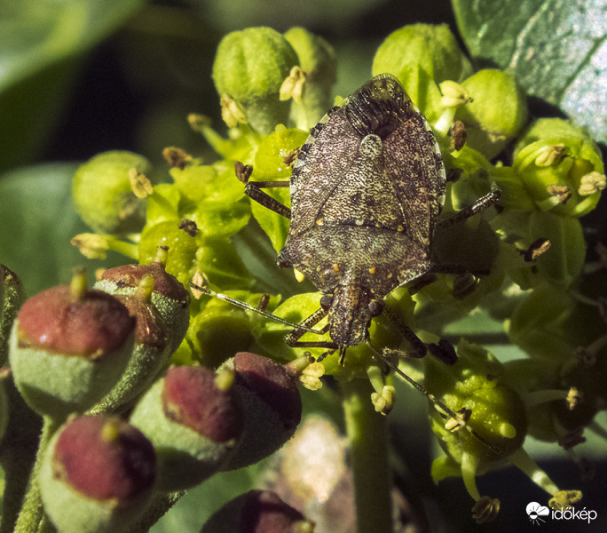 Márványos poloska (Halyomorpha halys) 