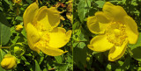 Hidcote-orbáncfű (Hypericum x hidcoteense 'Hidcote')