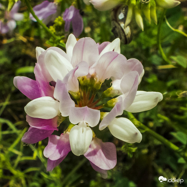 Tarka koronafürt (Coronilla varia)