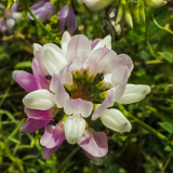 Tarka koronafürt (Coronilla varia)