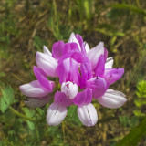 Tarka koronafürt (Coronilla varia)