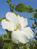 Fehér virágú mályvacserje (Hibiscus syriacus 'Diana')