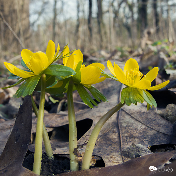 Téltemető (Eranthis hyemalis)