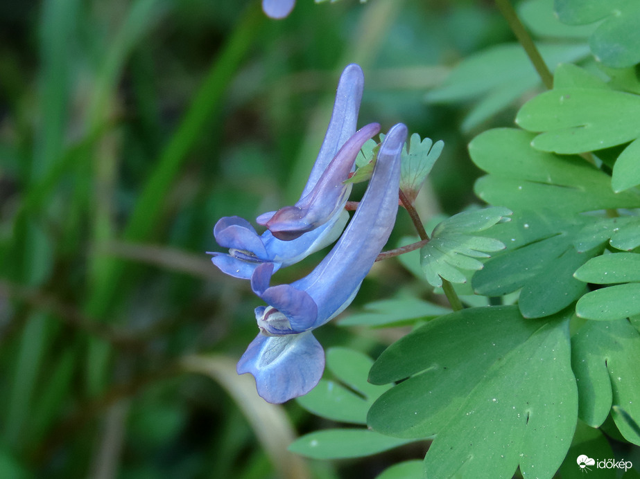 Törpe keltike (Corydalis pumila)