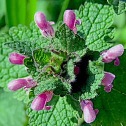 Piros árvacsalán (Lamium purpureum)