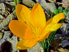 Korai sáfrány (Crocus chrysanthus)