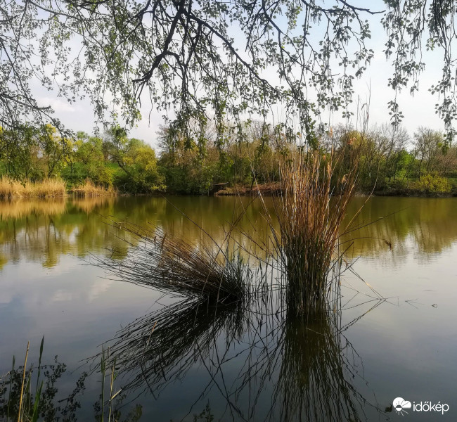 Csongrád, Holt -Tisza