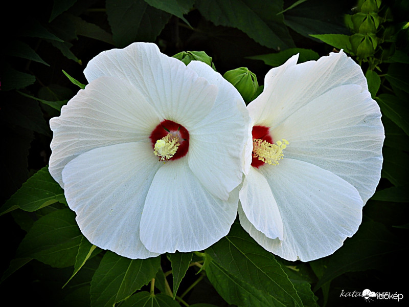 Hibiszkusz