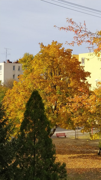 Hódmezővásárhely